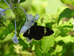 Celaenorrhinus stallingsi
