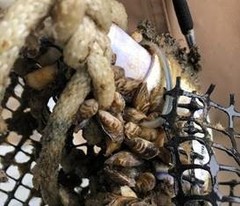 Mytilopsis leucophaeata