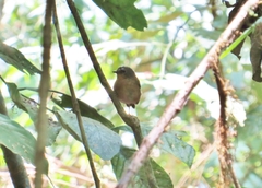 Ficedula hyperythra vulcani