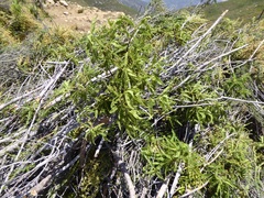 Chamaebatia australis