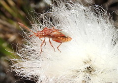 Stictopleurus knighti