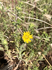 Centromadia parryi australis