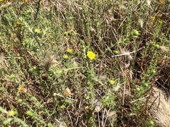 Centromadia parryi australis