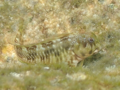 Scartella cristata