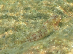 Scartella cristata