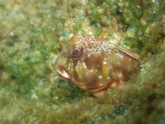 Scartella cristata