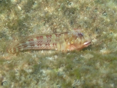 Scartella cristata