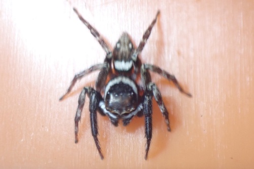 Adanson's House Jumper photo 6