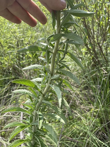 Image of Sawtooth Candyleaf (Stevia serrata) by (c) Carlos Muñoz-Amezcua, some rights reserved (CC BY)