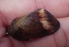 Barbatia domingensis
