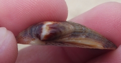 Barbatia domingensis