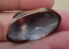 Barbatia domingensis