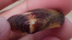 Barbatia domingensis