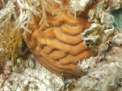 Colpophyllia natans