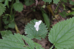 Scopula floslactata