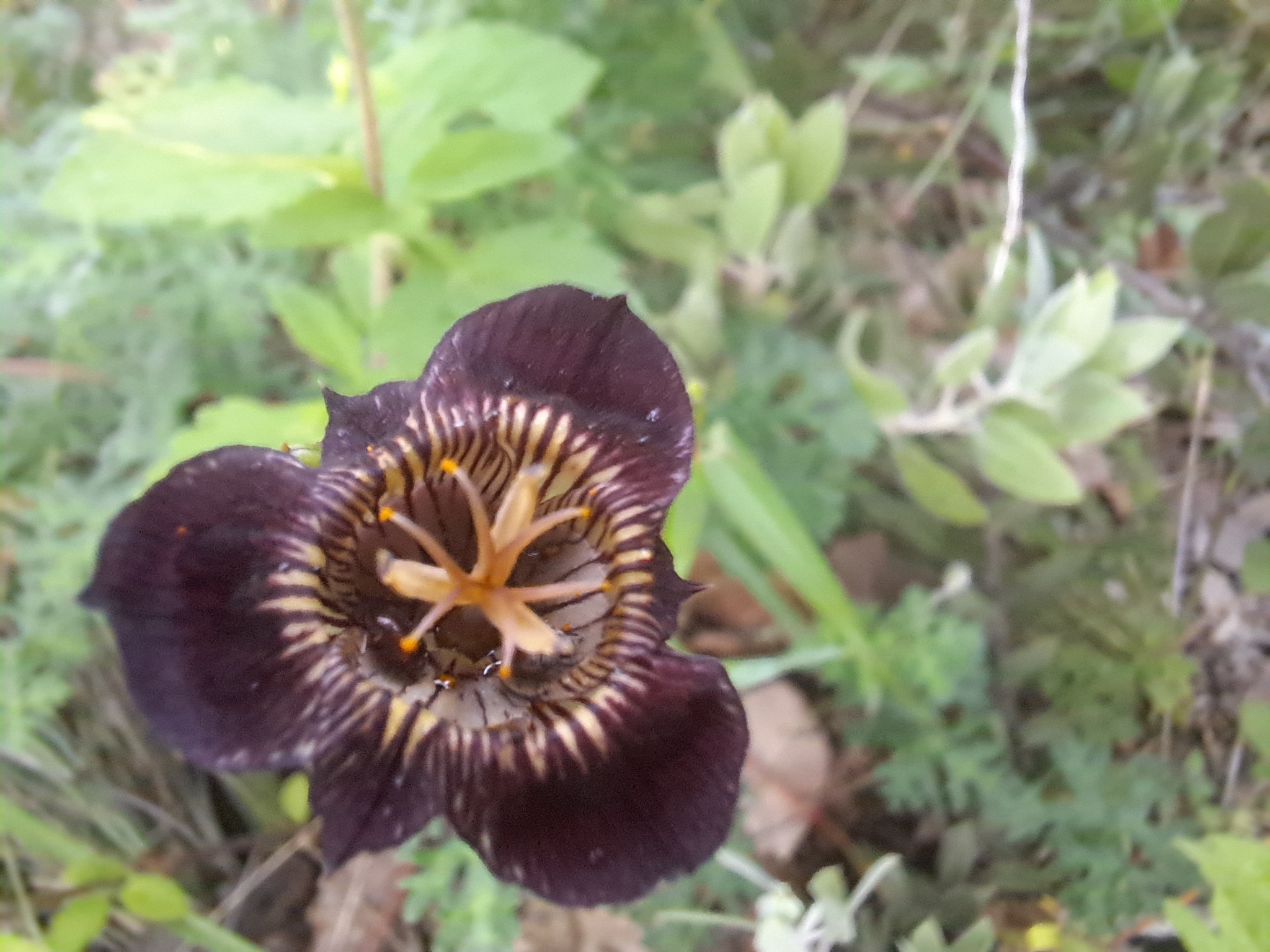Tigridia alpestris