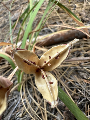 Image of Iris hartwegii by no rights reserved