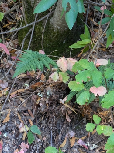 iNaturalist observation photo of coastal woodfern