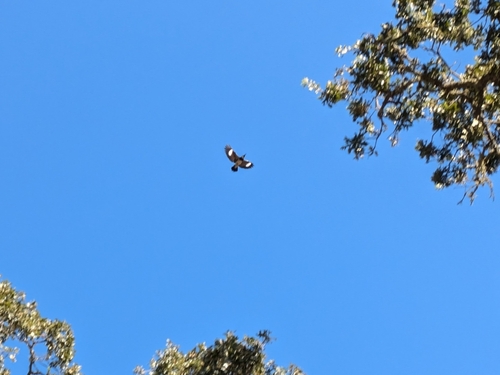 iNaturalist observation photo of Acorn Woodpecker