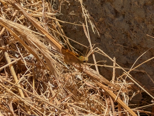 iNaturalist observation photo of Woodland Skipper