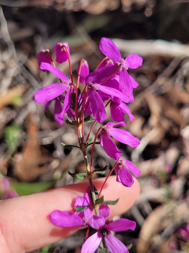 mountain pink-bells (Tetratheca bauerifolia)