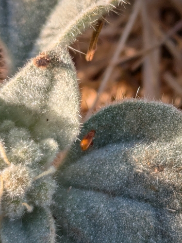 iNaturalist observation photo of Beetles