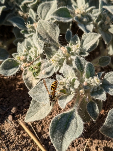 iNaturalist observation photo of Western Yellowjacket