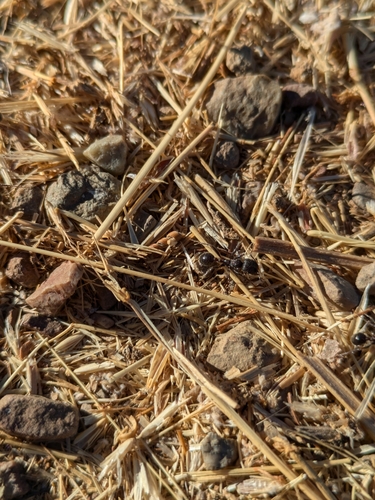 iNaturalist observation photo of Veromessor Harvester Ants