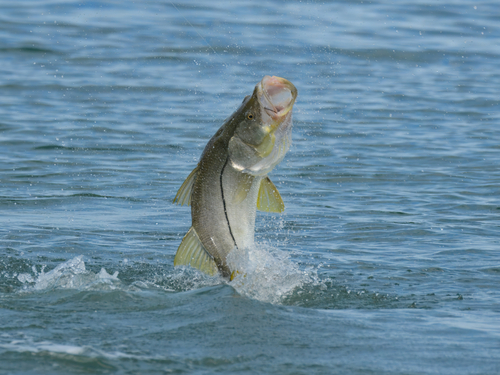 Common snook (Centropomus undecimalis) — Centropomidae — 2