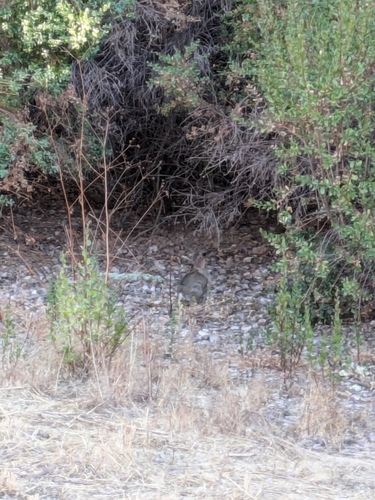 iNaturalist observation photo of Cottontail Rabbits