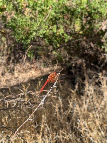 iNaturalist observation photo of Cardinal Meadowhawk