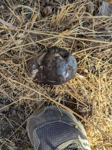 iNaturalist observation photo of California Gall Wasp