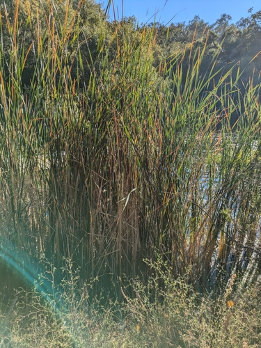 iNaturalist observation photo of Cattails