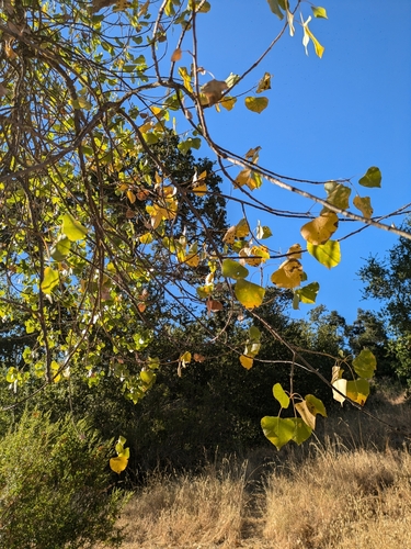 iNaturalist observation photo of Frémont Cottonwood