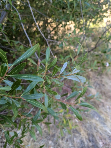 iNaturalist observation photo of Arroyo Willow