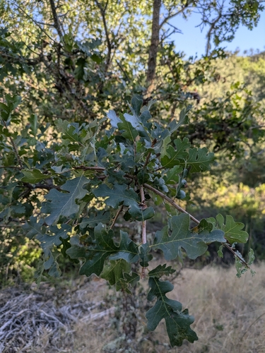 iNaturalist observation photo of valley oak