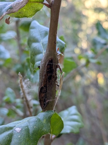 iNaturalist observation photo of Callirhytis