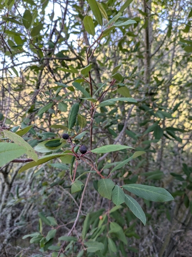 iNaturalist observation photo of coffeeberry