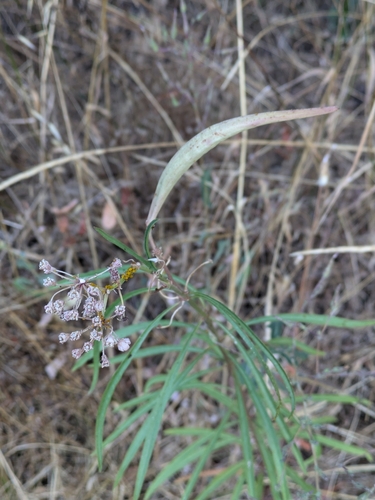 iNaturalist observation photo of narrowleaf milkweed