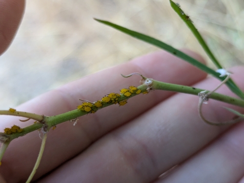 iNaturalist observation photo of Oleander Aphid