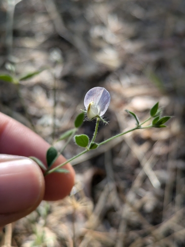 iNaturalist observation photo of Spanish clover