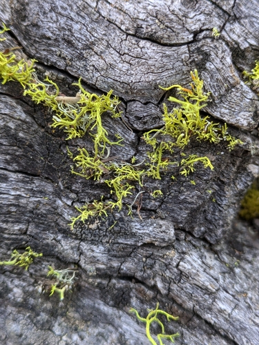 iNaturalist observation photo of Wolf Lichens
