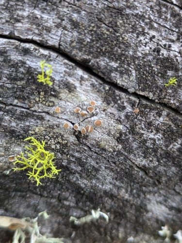 iNaturalist observation photo of Common Lichens