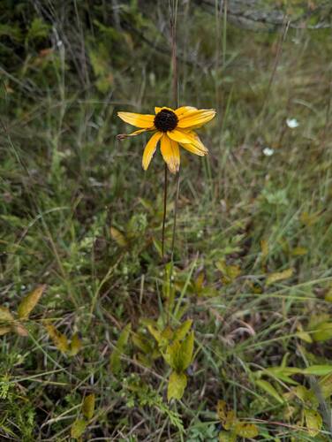 Rudbeckia fulgida iNat (2)