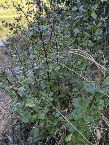 iNaturalist observation photo of coyote brush