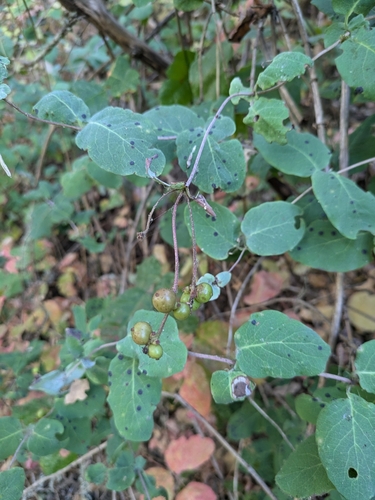iNaturalist observation photo of honeysuckles