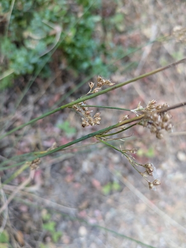 iNaturalist observation photo of Rushes