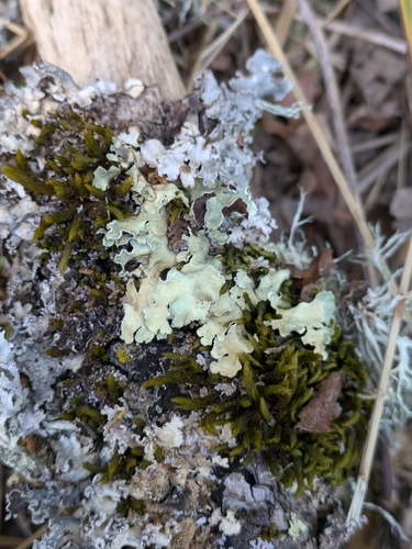 iNaturalist observation photo of Speckled Greenshield Lichens