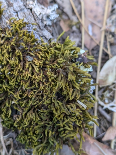 iNaturalist observation photo of Pulvigera