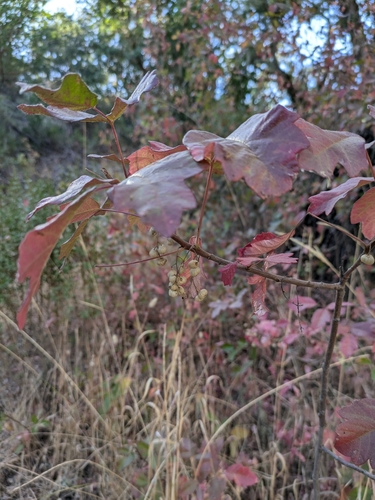 iNaturalist observation photo of Pacific poison oak